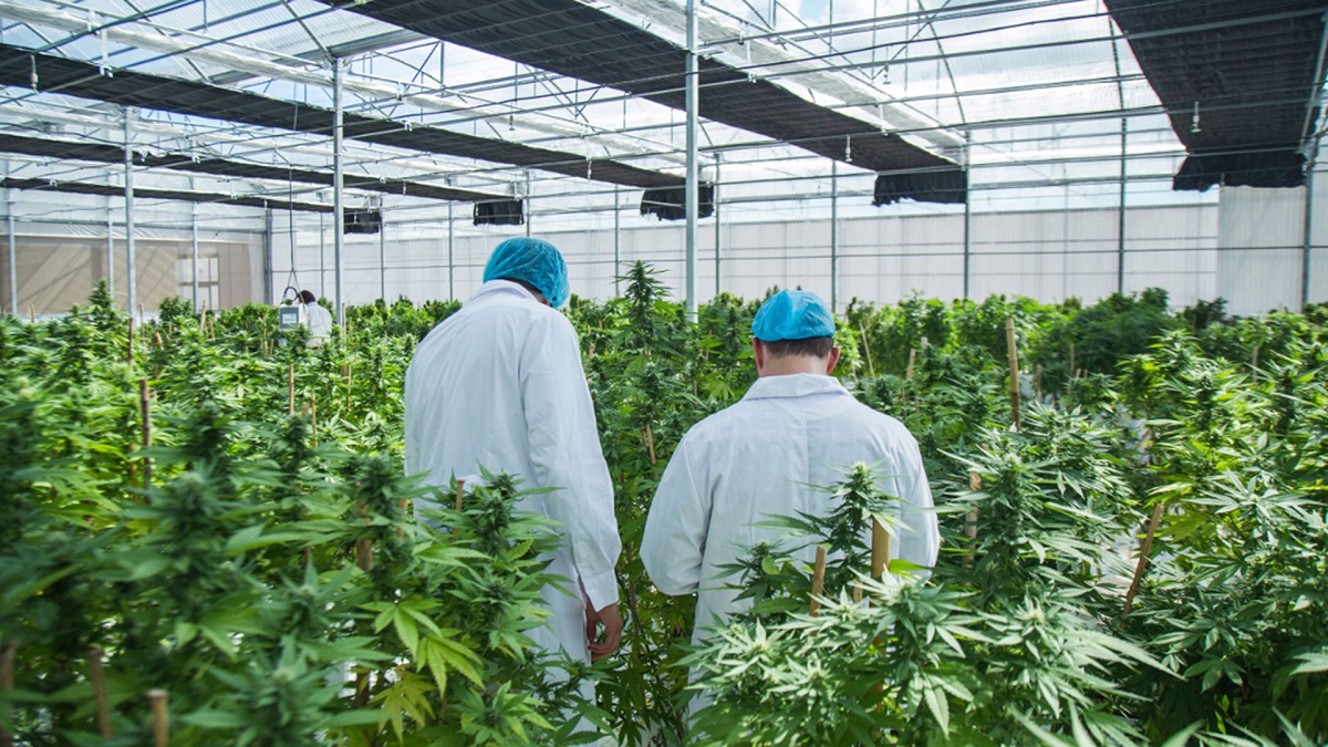 Una película argentina sobre el cannabis