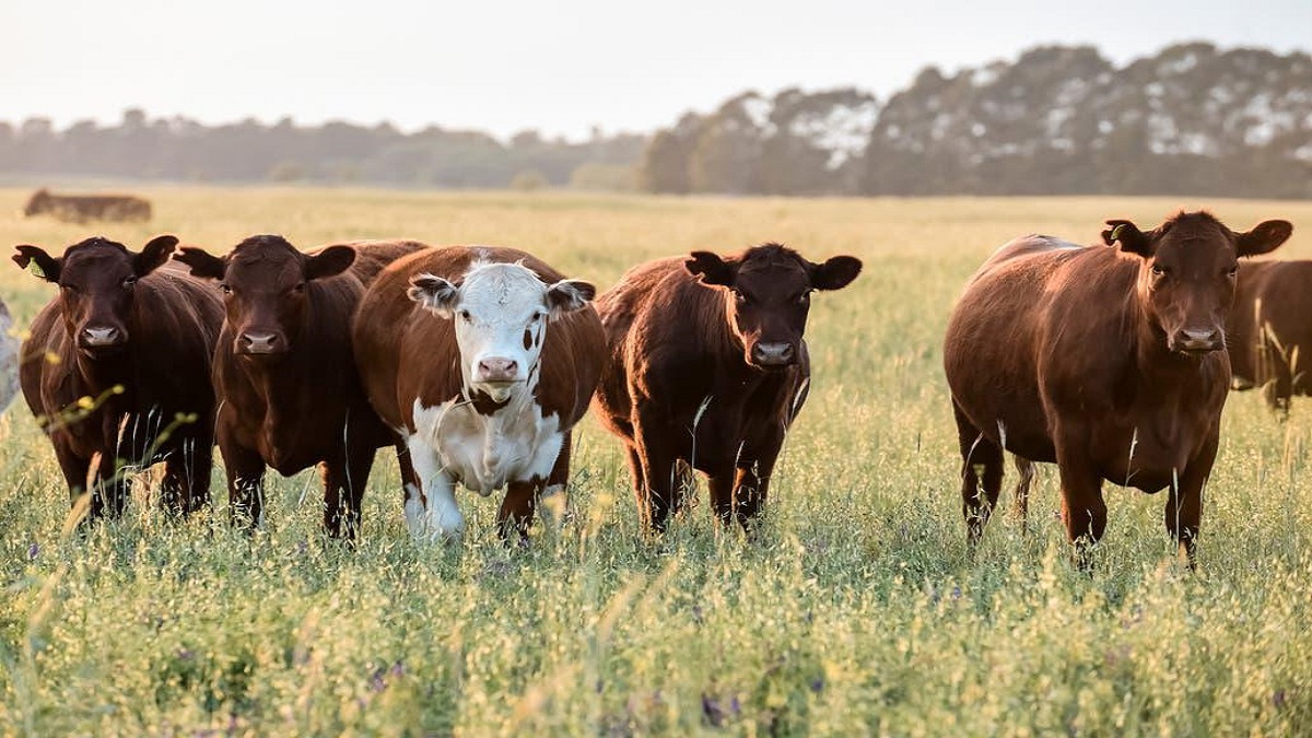 Novedades en el campo argentino